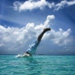 Diving in